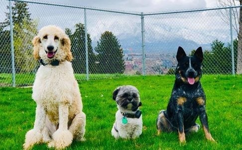 lakeland dog trainers