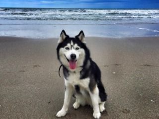 Off Leash Dog